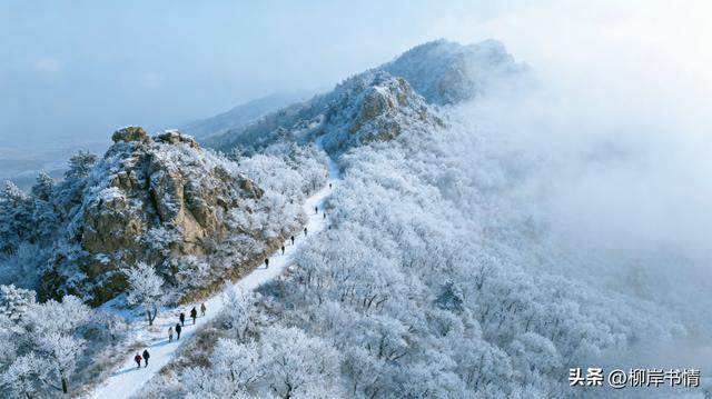 开始期待冬天的雪松