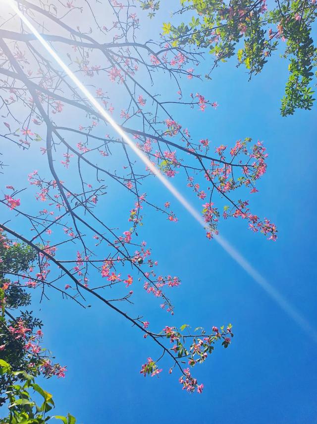 这是冬天？厦门暖冬花花花花花花样缤纷~