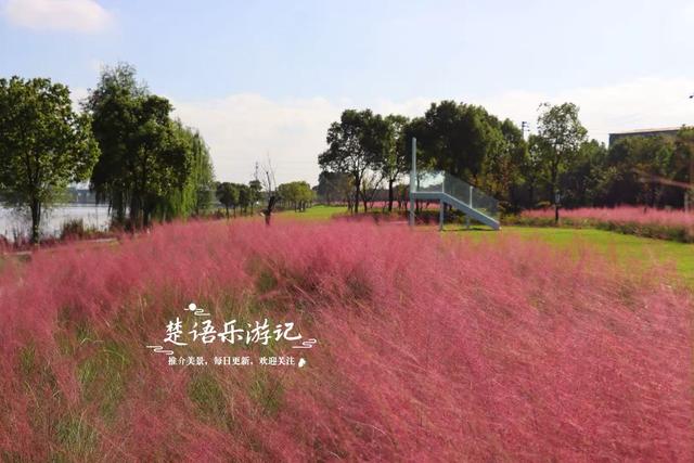 浙江宁波新推出一个粉黛花海，居然绵延5公里，成为拍照赏景胜地