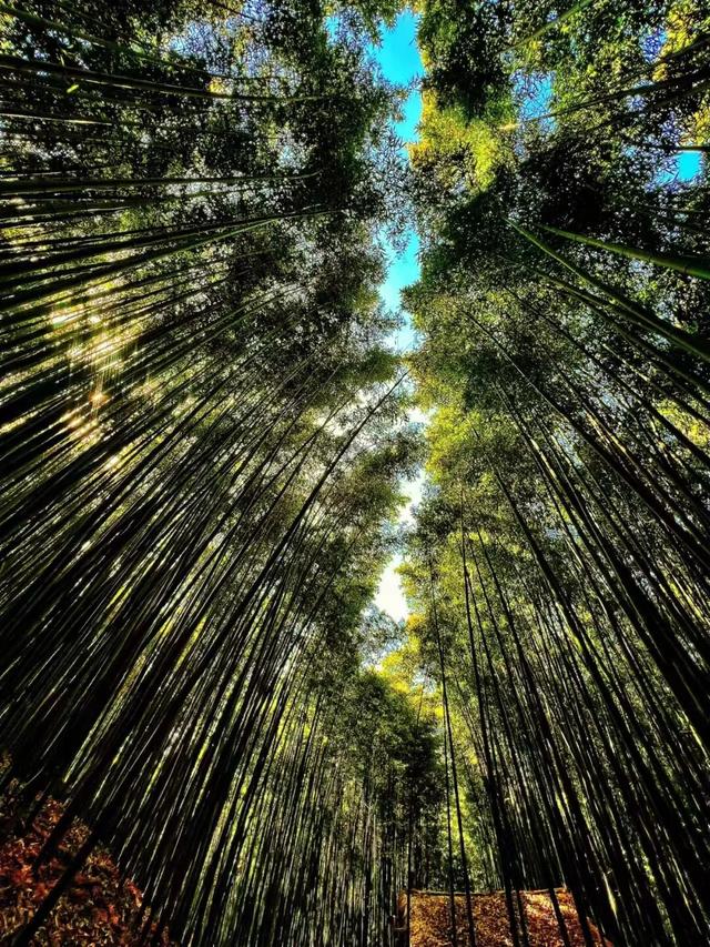 秋日限定美景，还不赶紧来拍？