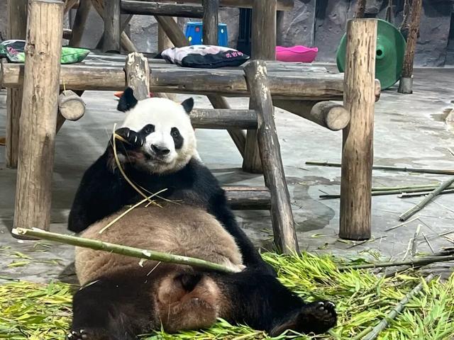 栾川“虎口瀑布”火上热搜，竹海野生动物园：分时段、分地区推出特惠游