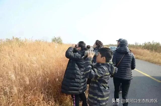 【黄河口生态旅游区】黄河口最美观鸟季已上线，赏鸟正当时！快来邂逅候鸟之约吧！