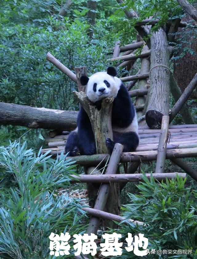 川西秋韵长卷：从九寨秘境到古城烟火