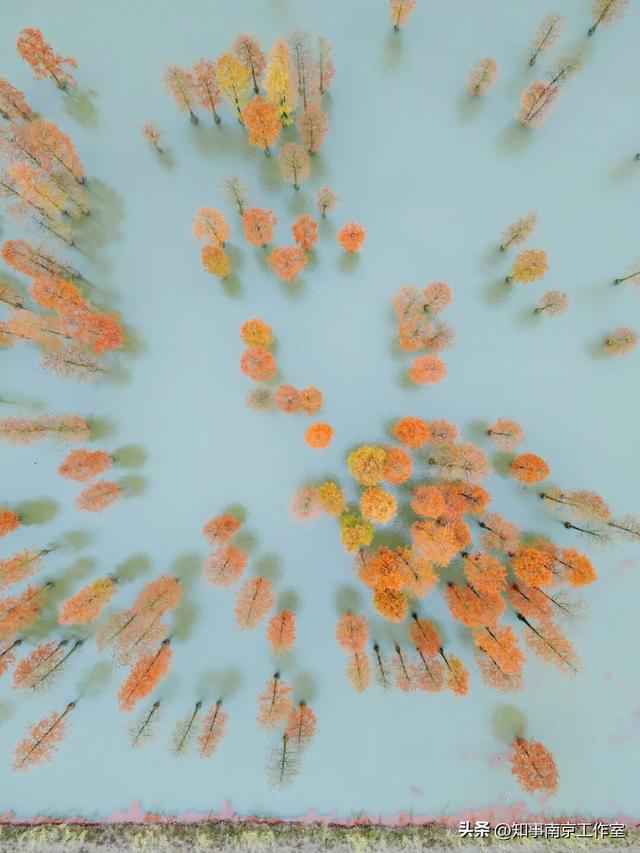 51张照片告诉你，南京的秋天有多美！