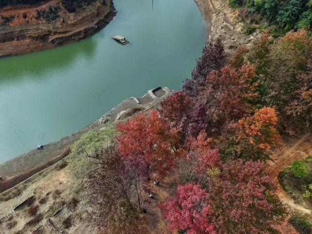 给你个准信！韶关森林红！红！红啦~