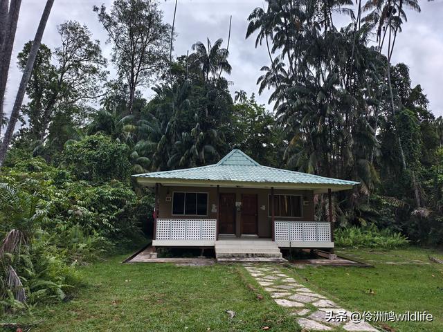 马来西亚(36)砂拉越州⑩峇哥国家公园夜间徒步体验