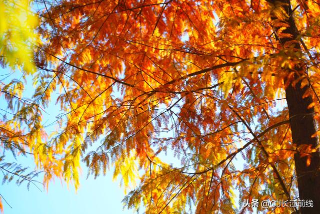 河南淮滨：落羽杉廊道染成红杉道