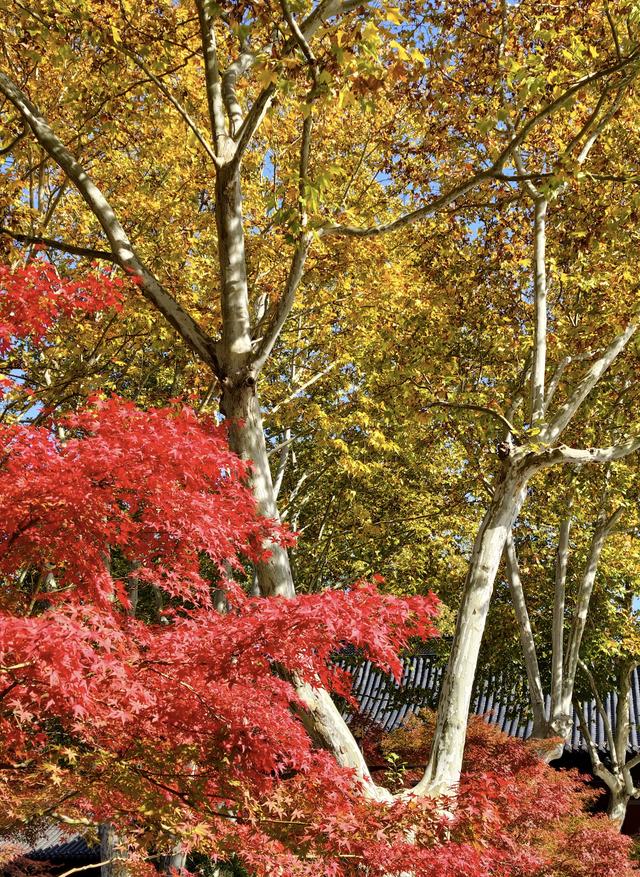 栖霞山的枫叶，红红火火，亮亮堂堂，简直美疯了！