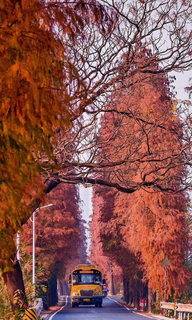 图集|三水乐平落羽杉美如画，邀您赴冬日浪漫之约