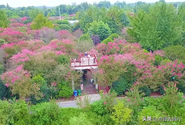 成都冷门紫薇花公园，满园紫粉超美，不要门票，公交车直达！
