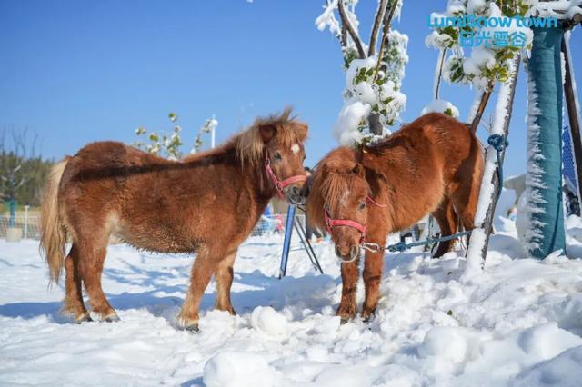 新增玩雪打卡地！就在临安“日光雪谷”！