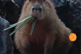 扬州动物园惊现"卡皮巴拉三兄弟佛系越狱天团"！图片