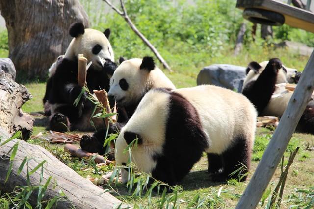 东边邻国马上看不到，国人真有福！几个能看熊猫的景点赶紧去打卡
