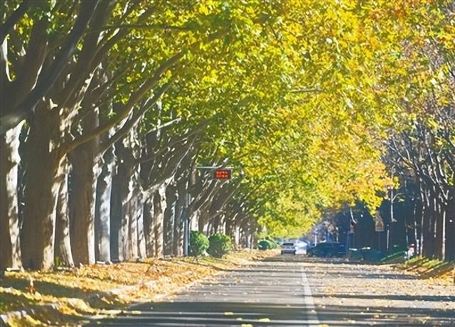 邂逅初冬！漫步郑州，在色彩斑斓中行走