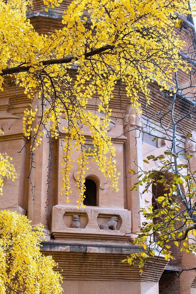 全郑州人都在等的银杏，黄了