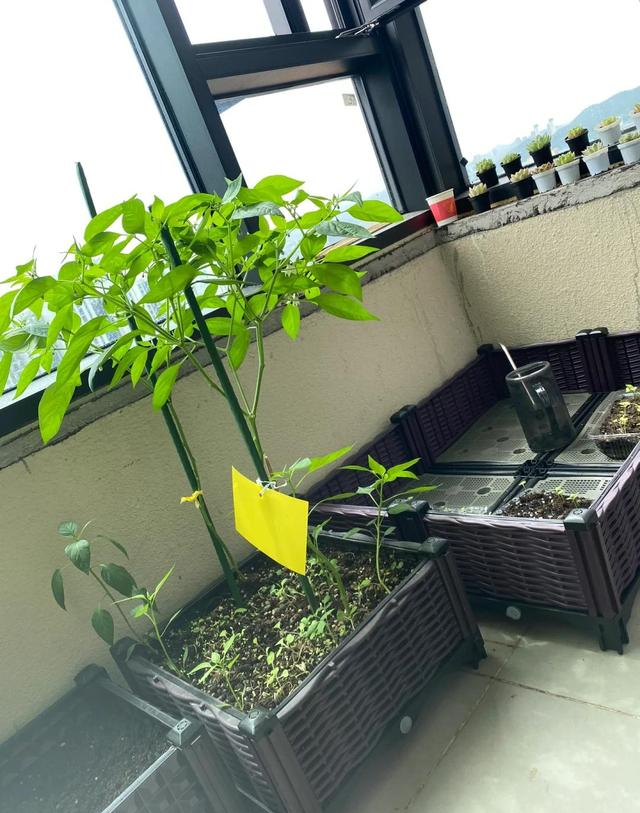 男子因“辣椒当花”引围观，不服来战，网友：小众美被你玩明白了