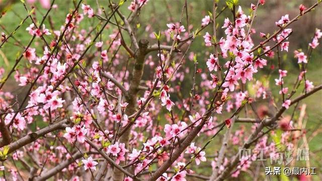花开成海！内江高屋村桃林正在刷屏朋友圈