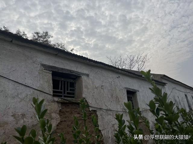 泰安肥城西陆房村里的大白菜