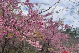 你每想念一次春天，枝头就攒了一朵花开💐🌷🌹🌼🌸🌺……图片