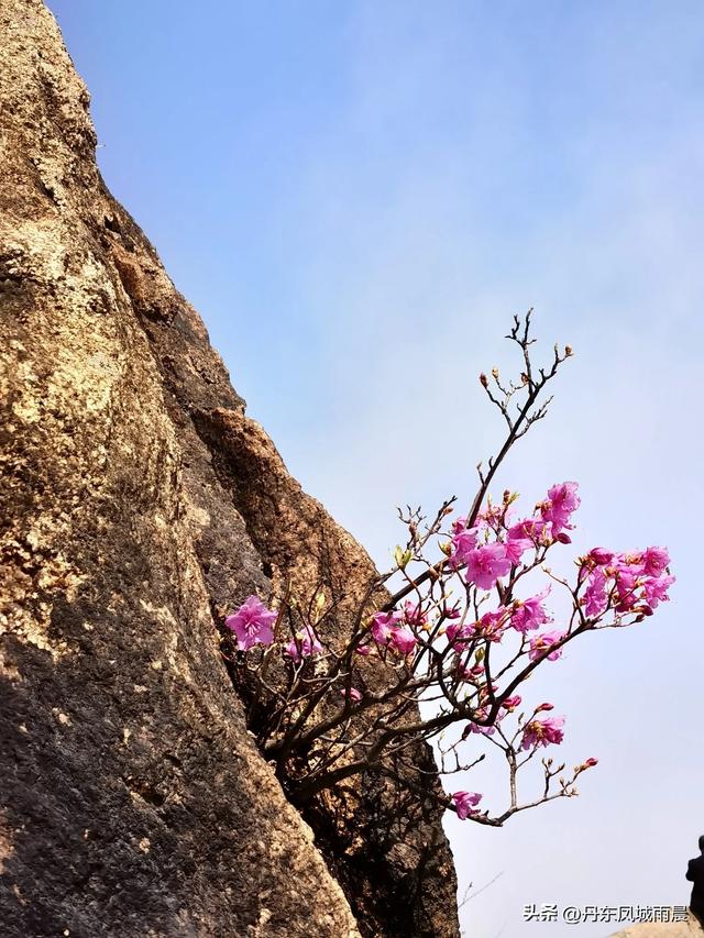 丹东凤凰山最高山峰一枝花