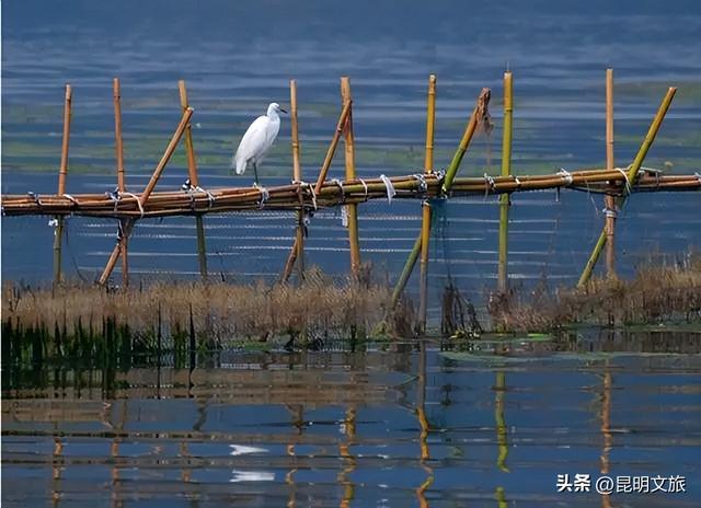 超详细攻略！在昆明官渡，与鸥共舞，六种玩法开启冬日漫游！