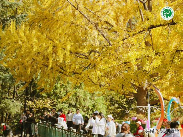 冬日美景在五华｜圆通山老银杏，藏着昆明人的共同记忆
