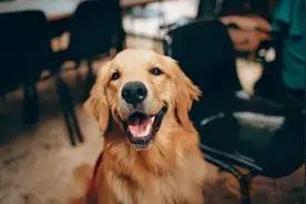 人与狗的DNA有多相似？图片