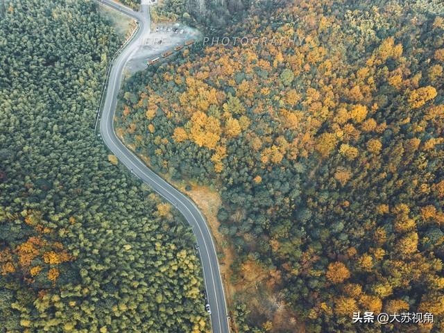 南京12月美到犯规！多个落羽杉打卡地+隐藏逛吃攻略，错过等一年