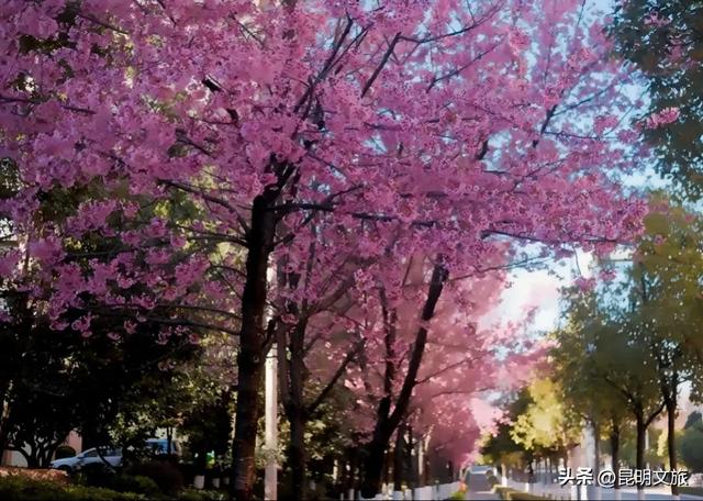 美炸！美炸！全国裹貂我赏樱！昆明最全冬樱赏花攻略来了，周末快冲~