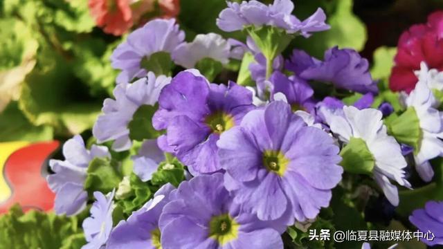 【新春走基层】临夏县：丙午马年新春文旅市场红火开局