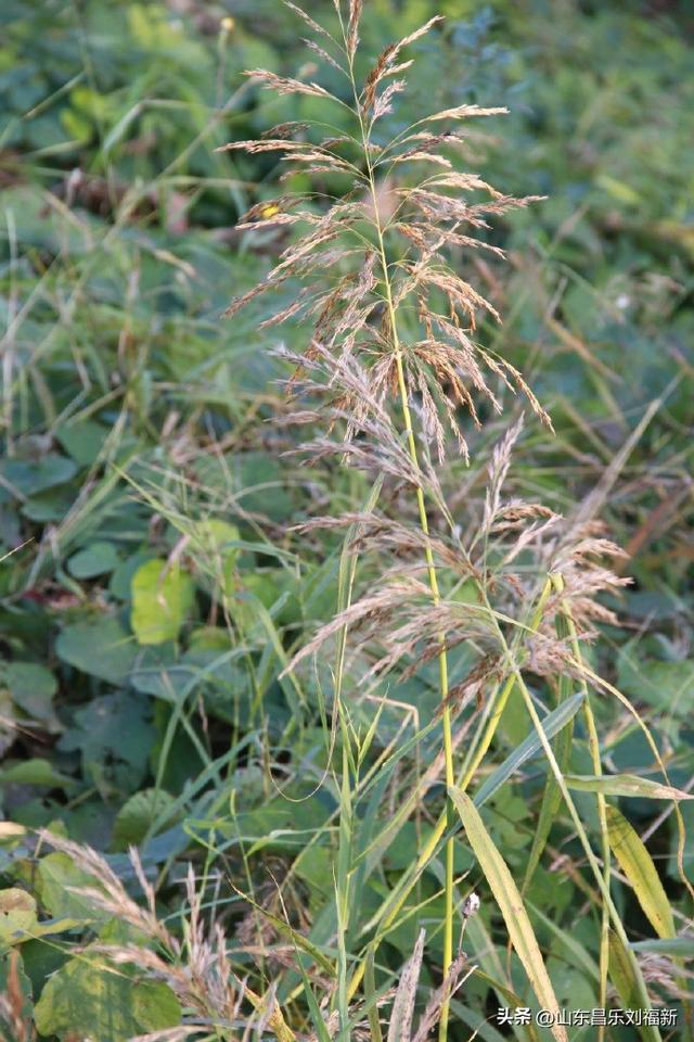 偶遇贾江虹·刘文顺先生来访