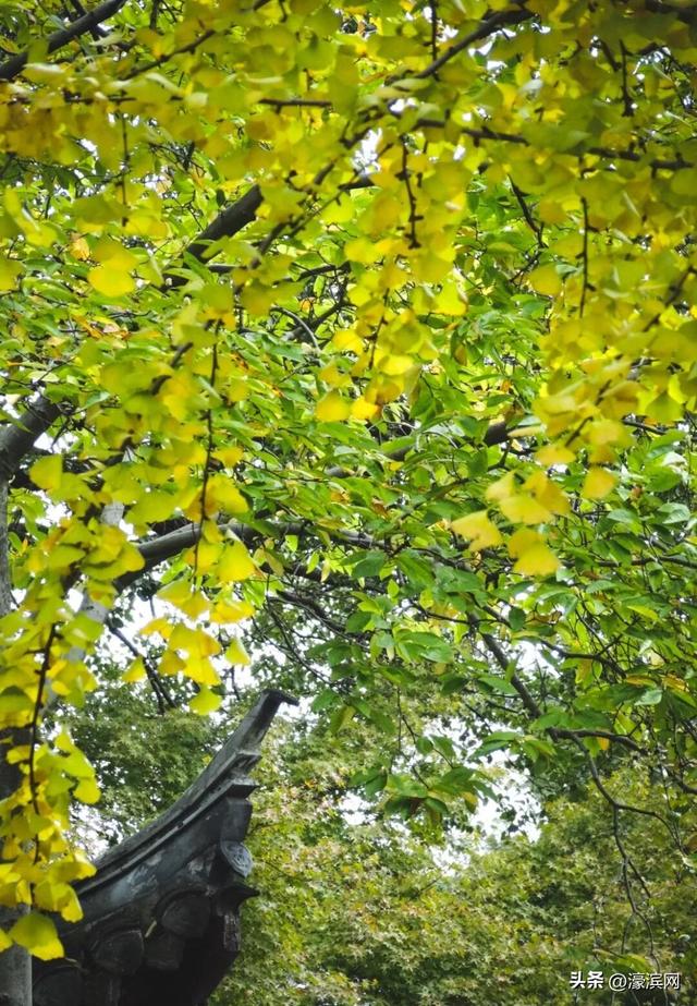 秋色“进度条”加载中，狼山森林公园赏秋点等你来打卡→