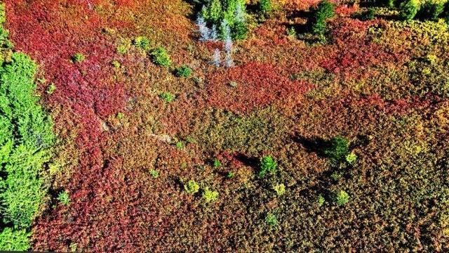 走进赤峰马鞍山林场 邂逅绚烂山林秋色