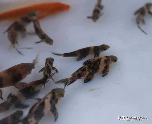 2006年长江惊现“美人鱼”，重庆渔民误捕一条，专家：出水必死