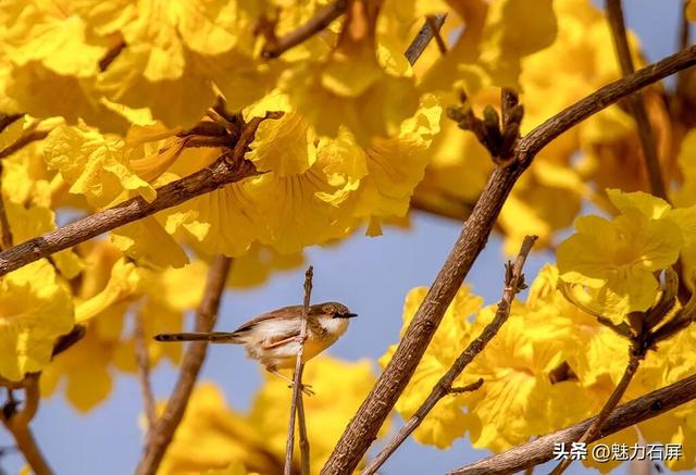 春光正好 黄花风铃木迎来最美的盛放时节