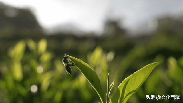 这个被胡歌疯狂点赞的小城，最新冬游活动出炉，邀您过暖冬！