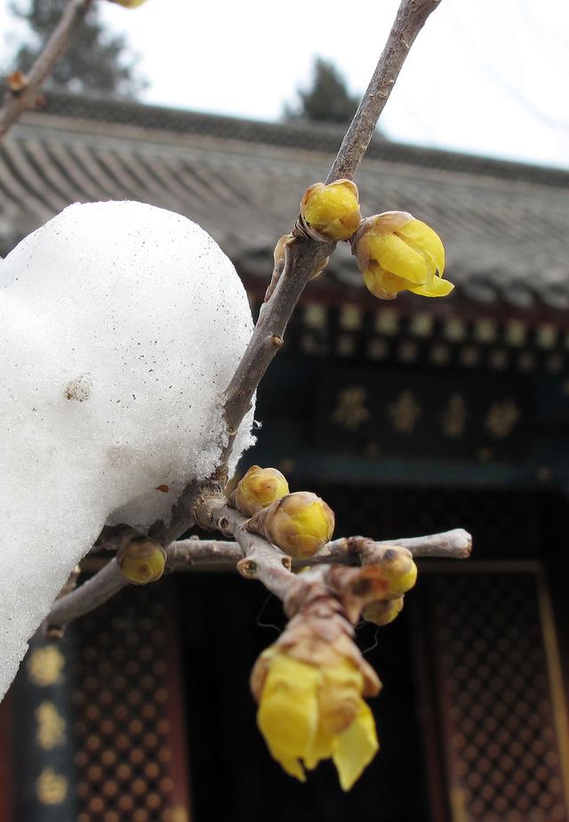 北京大观园“梅花”提早绽放 古风新春景致惊艳亮相