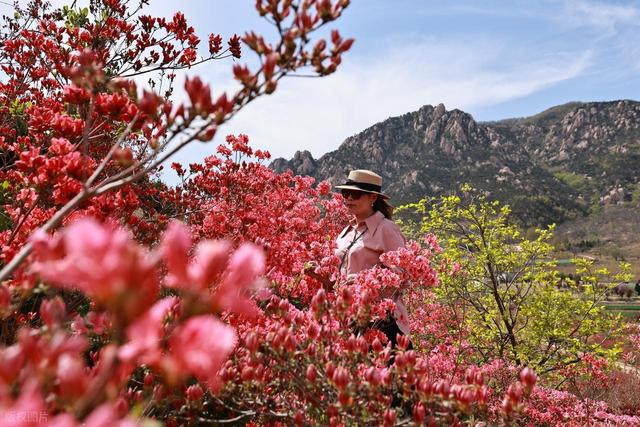 满山遍野的映山红