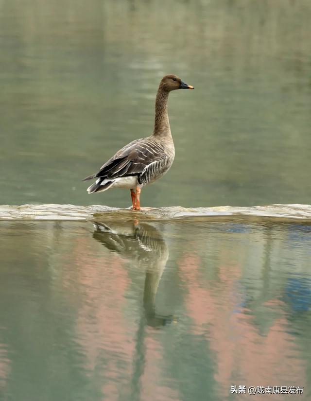 【图说康县】雪羽翩然处，皆是故乡音