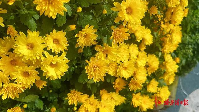 哈尔滨秋季旅游“重头戏”，香坊区第22届菊花展下周启幕！