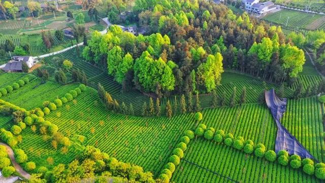 乡游黔中 · 凤冈县 进化镇丨银杏鎏金映古寨，高腔茶灯醉秋韵