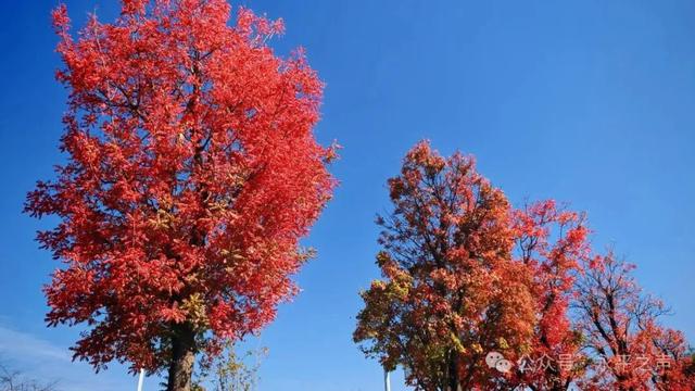 永平楷(jiē)木大道,邀您邂逅冬日“楷(kǎi)模”风骨!