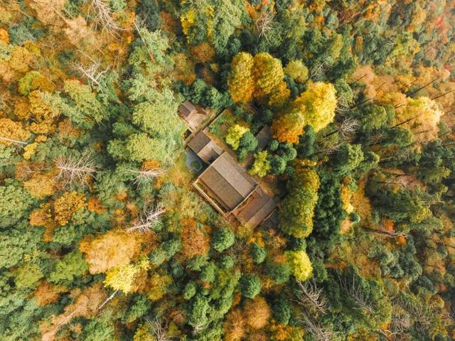 天目山秘境觉醒！用镜头解锁“大树王国”的N种打开方式