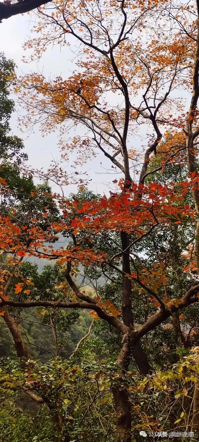 收好这份温州《红枫古道地图》,挑个好天气出门走走!