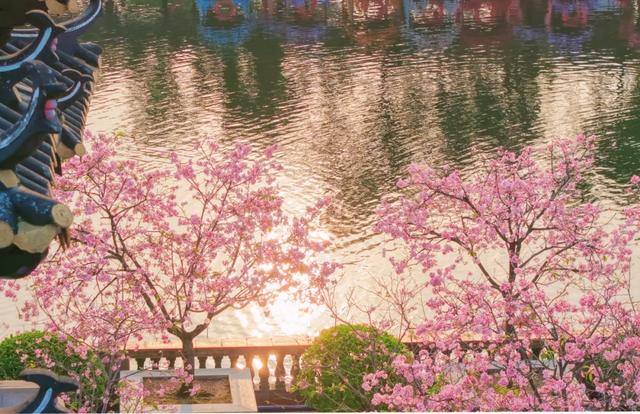 宝墨园请你看樱花啦!文末有粉丝福利→