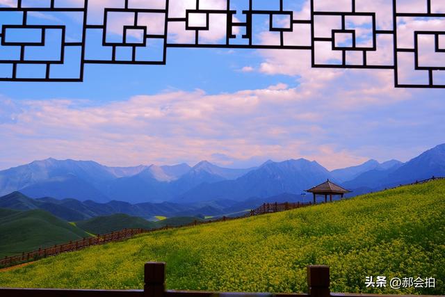 青海门源万亩油菜花海：登上四个观景点，各有风情入画来！