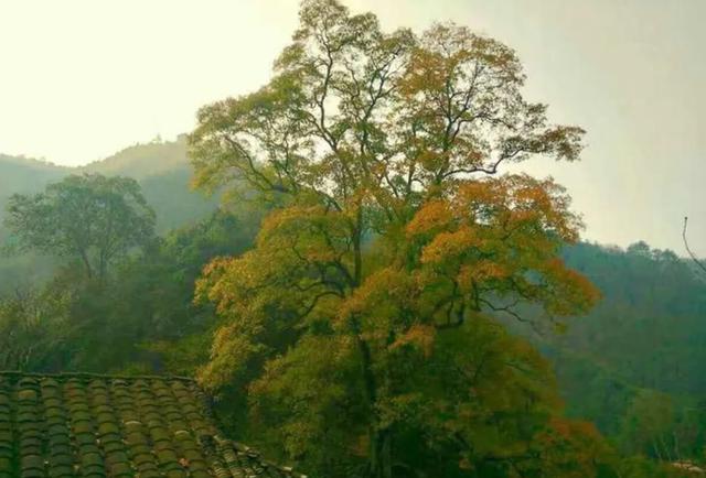 湖南1500年梓叶槭黄叶了，全国不到500株，上百年的只找到一株