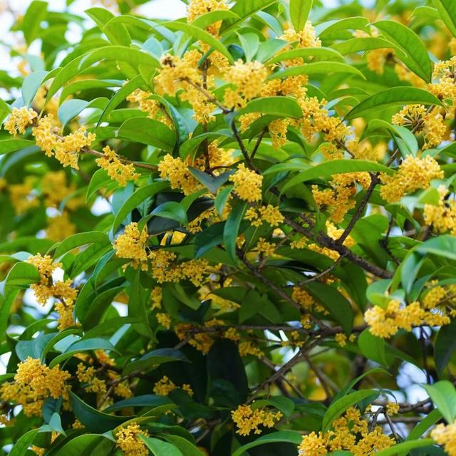 花漾邛州 | 秋意浓，满城桂雨润临邛