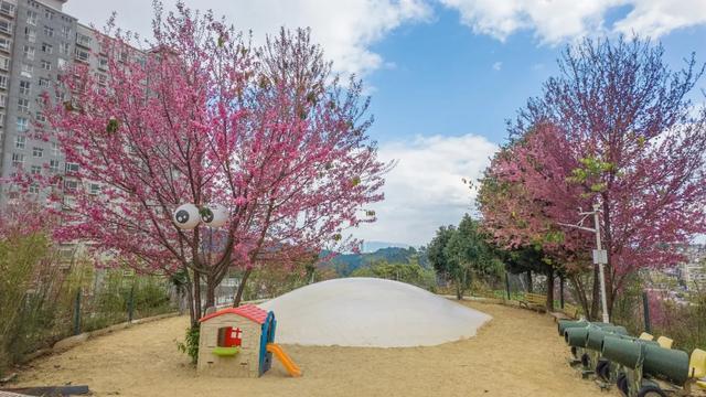 昆明市区冬樱花树下连猪都能自由奔跑的世外桃源