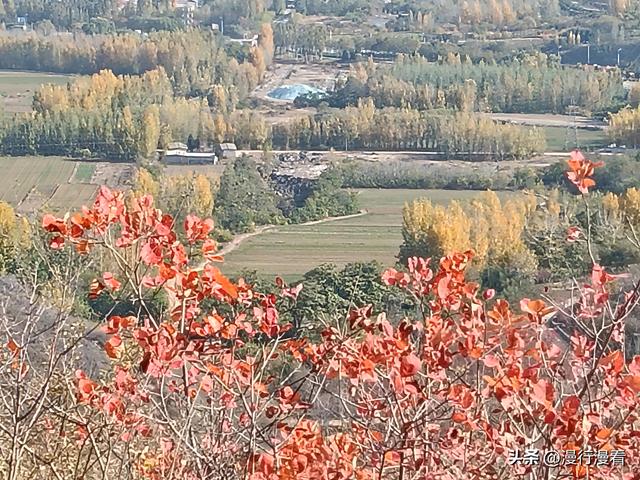 看红叶不怕晚，东焦村红叶正当时